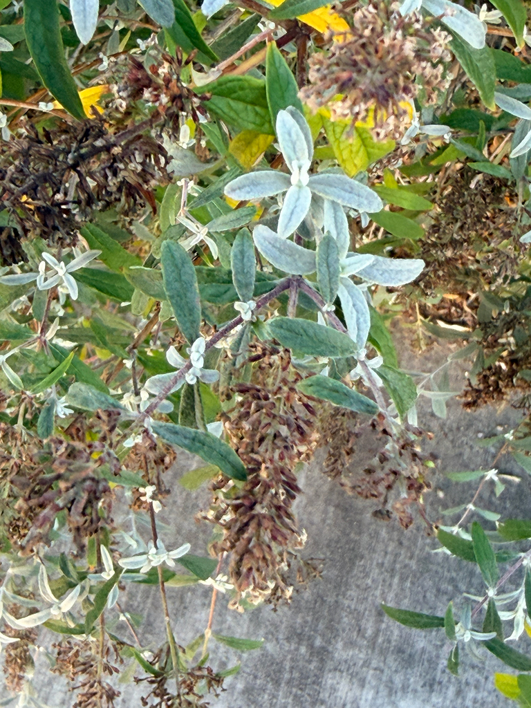 Buddleja davidii