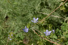 Nigella integrifolia