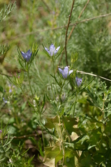 Nigella integrifolia