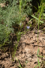 Nigella integrifolia