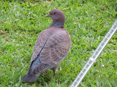 Patagioenas picazuro