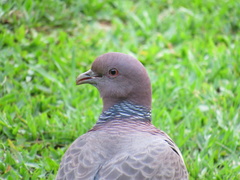 Patagioenas picazuro