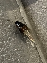 Tachyporus