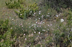 Convolvulus pseudocantabrica