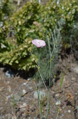 Convolvulus pseudocantabrica