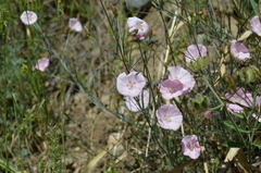 Convolvulus pseudocantabrica