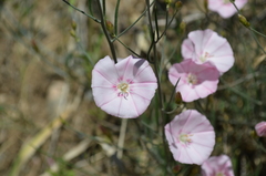 Convolvulus pseudocantabrica