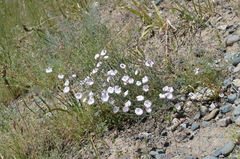 Convolvulus pseudocantabrica