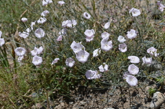 Convolvulus pseudocantabrica