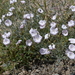 Convolvulus pseudocantabrica - Photo (c) Aleksandr Naumenko, some rights reserved (CC BY-NC), uploaded by Aleksandr Naumenko