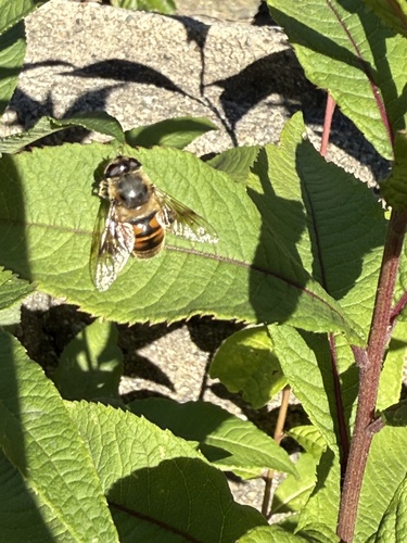 Unknown species found near Gilbert St, Ridgefield, CT, US