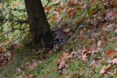 Garrulus glandarius