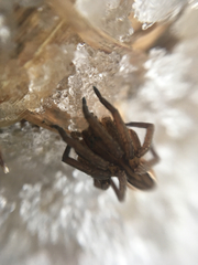 Dolomedes striatus