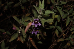 Dyschoriste hirsutissima