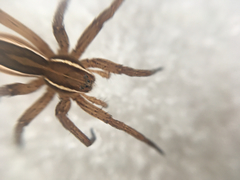 Dolomedes striatus