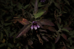 Dyschoriste hirsutissima