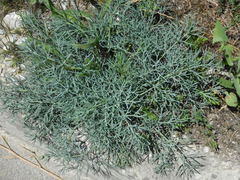 Seseli ponticum