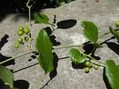 Smilax excelsa
