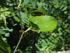 Smilax excelsa