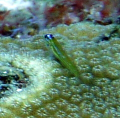 Coryphopterus lipernes