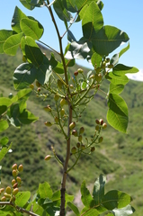 Pistacia vera