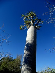 Pachypodium geayi