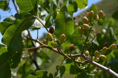Pistacia vera