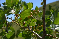 Pistacia vera