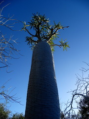 Pachypodium geayi