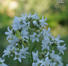 Campanula lactiflora