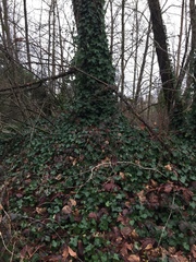 Hedera helix
