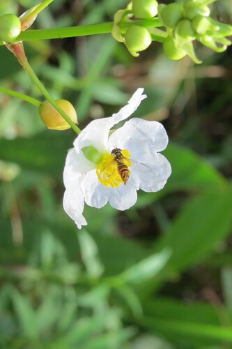 Unknown species found near CREW Naples, FL