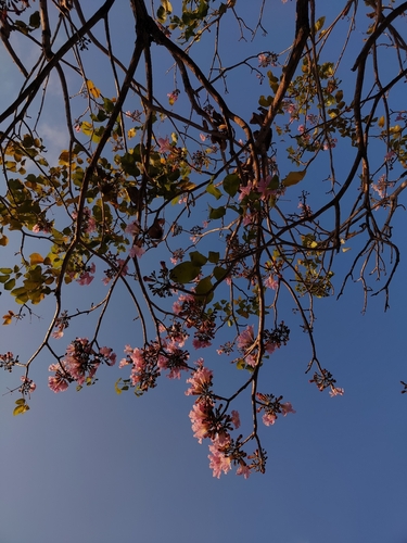 Tabebuia rosea
