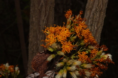 Sinclairia glabra hypoleuca