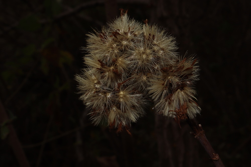 Sinclairia glabra, photograph 6