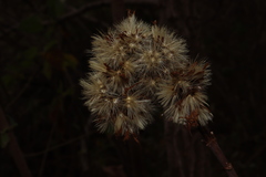 Sinclairia glabra hypoleuca