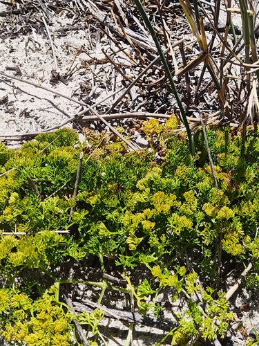 Wild Aniseroot (Annesorhiza macrocarpa)