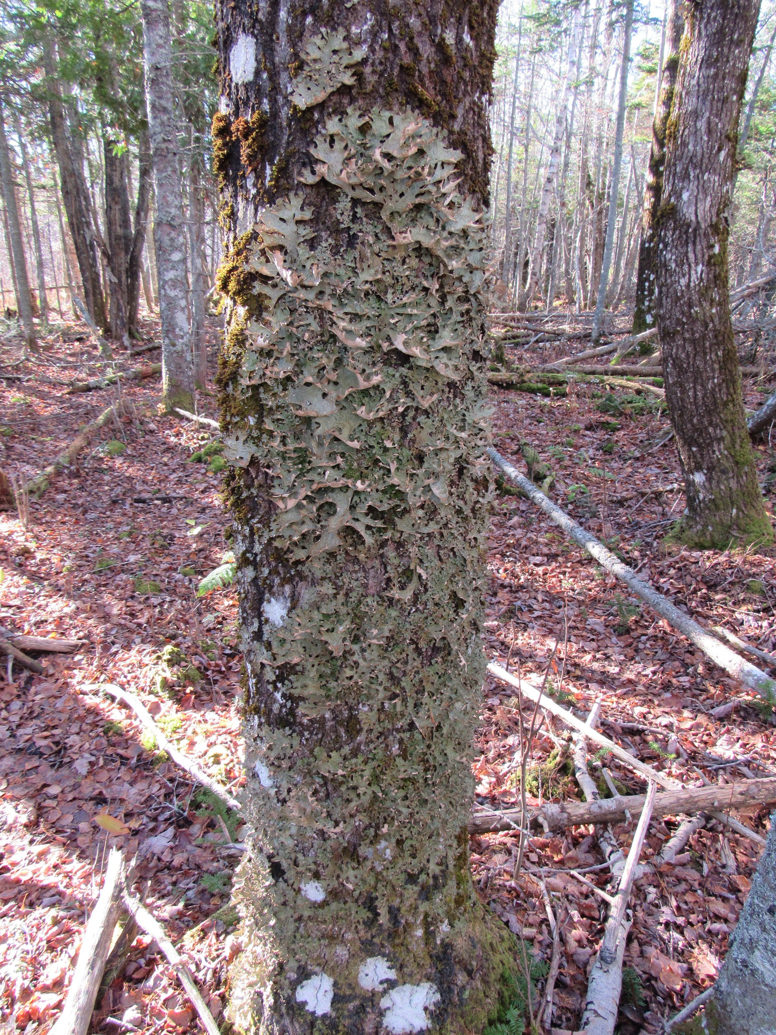 Lobaria pulmonaria image
