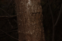 Sinclairia glabra hypoleuca