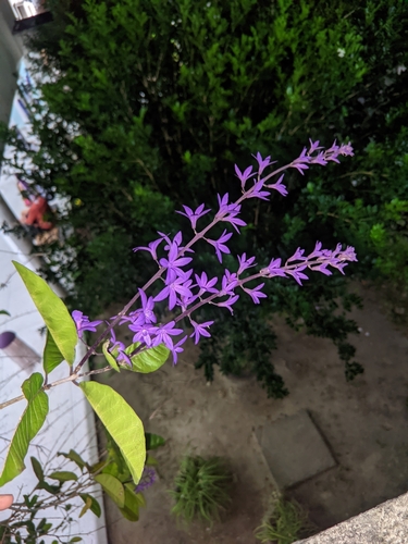 Petrea volubilis