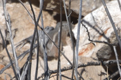 Ammospermophilus interpres