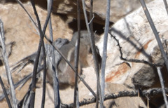 Ammospermophilus interpres