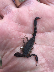 Pseudouroctonus reddelli