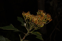 Verbesina oligantha