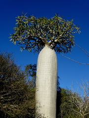 Pachypodium geayi
