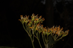 Verbesina oligantha