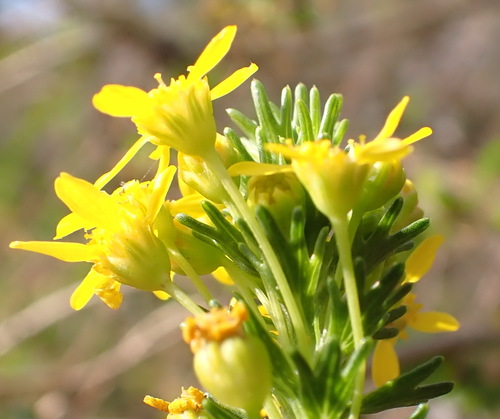 Virgin True-Eye (Euryops virgineus)