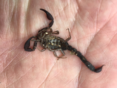 Pseudouroctonus reddelli