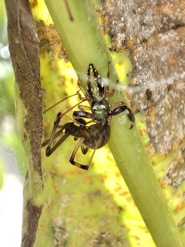 Brown widow