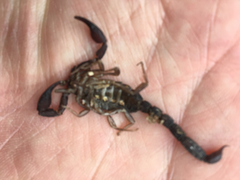 Pseudouroctonus reddelli